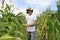 Organic farmer showing corn inside the plantation