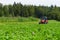 Organic farmer in tractor mowing clover field with rotary cutter