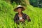 Organic farmer working and harvesting rice