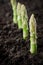 Organic farming asparagus