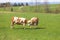 Organic farming in Austria: Happy cows are playing on the meadow, spring time