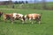 Organic farming in Austria: Happy cows are playing on the meadow, spring time