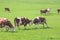 Organic farming in Austria: Happy cows are playing on the meadow, spring time