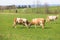 Organic farming in Austria: Happy cows are playing on the meadow, spring time