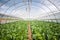 Organic farming, celery cabbage growing in greenhouse.