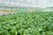 Organic farming, celery cabbage growing in greenhouse.