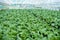 Organic farming, celery cabbage growing in greenhouse.