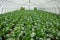 Organic farming, celery cabbage growing in greenhouse