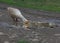 Organic farming concept. A goose grazing outside