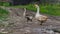 Organic farming concept. Pair of geese on the road near the farm.