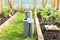 Organic farming, gardening, agriculture concept. watering can in greenhouse. Nature