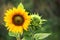 Organic Farming Gardening Sunflower with Green Bud Sunflower Blossom - Healthy Lifestyles Ecology