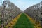 Organic farming in Netherlands, rows of blossoming pear trees on fruit orchards in Zeeland