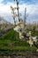 Organic farming in Netherlands, rows of blossoming pear trees on fruit orchards in Zeeland