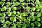 Organic farming, seedlings growing in greenhouse.