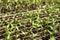 Organic farming, seedlings growing in greenhouse.