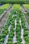 Organic Farmland Crops