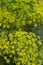 Organic fennel growing in garden.