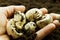 Organic field mushrooms in farmers hand