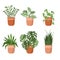 Organic flat houseplant collection Vector illustration.