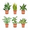 Organic flat houseplant collection Vector illustration.