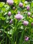 Organic flowering chive