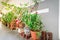 Organic flowers, vegetable and herbs pots over balcony garden of public housing in Singapore