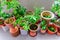 Organic flowers, vegetable and herbs pots over balcony garden of public housing in Singapore