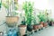 Organic flowers, vegetable and herbs pots over balcony garden of public housing in Singapore