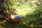 Organic food picked up in the forest. Blueberries and lingonberries with chanterelle mushroom in bowl on among moss