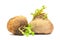 Organic food - two natural turnip