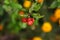 Organic four pomegranate flowers with defocused nature background