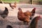 Organic free range chickens