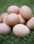 Organic freerange egg