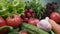 Organic fresh farm vegetables. Healthy summer vegatables harvest over green background 2
