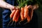 Organic fresh harvested vegetables. Farmer`s hands holding fresh carrots, closeup