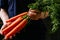 Organic fresh harvested vegetables. Farmer`s hands holding fresh carrots, closeup