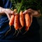 Organic fresh harvested vegetables. Farmer`s hands holding fresh carrots, closeup. Square crop