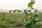 Organic fresh pea plants inside of an agricultural farm in the foggy winter morning