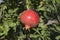 Organic, fresh, red garnet on tree in garden. Turkey