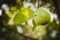 Organic Fresh Ripen Guava with Leaves and bokeh