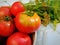 Organic fresh tomatoes from home garden in a bowl. Herbs and horseradish.