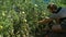 Organic fresh vegetables and fruits. Man harvests tomatoes in home garden.