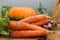 Organic fresh vegetables: pumpkin squash, carrots, scallion, rad