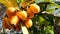 Organic Fruit of loquat. Eriobotrya japonica.  Bunch of orange loquats on tree in a agricultural plantation Bunch of orange loquat