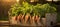 Organic garden fresh carrots in wooden crate, enhancing serene evening garden ambiance