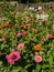 Organic garden: pink orange zinnia flowers