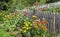 Organic gardening with annual flowers