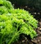 Organic gardening. Green curled parsley leaves with water droplets after a rain storm.