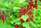 Organic gardening.The redcurrant or red currant Ribes rubrum